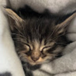 Meet your Posher, Violet